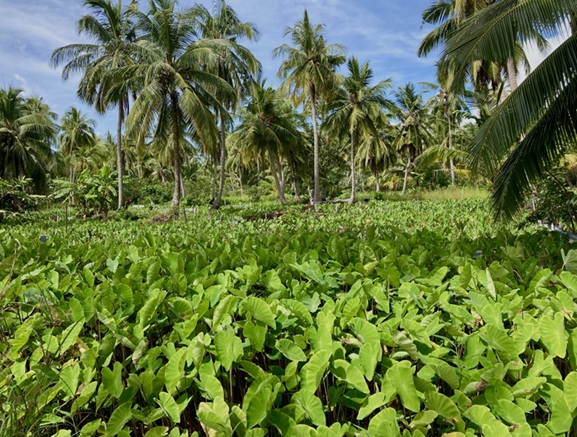 ALA (Taro): A Cultural and Culinary Treasure of the Maldives