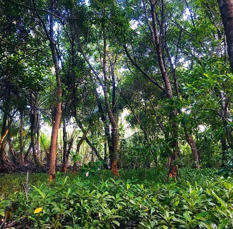 Hirimaradhoo’s Hidden Mangrove