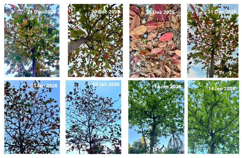 Midhili - The Tropical Almond Trees of Maldives