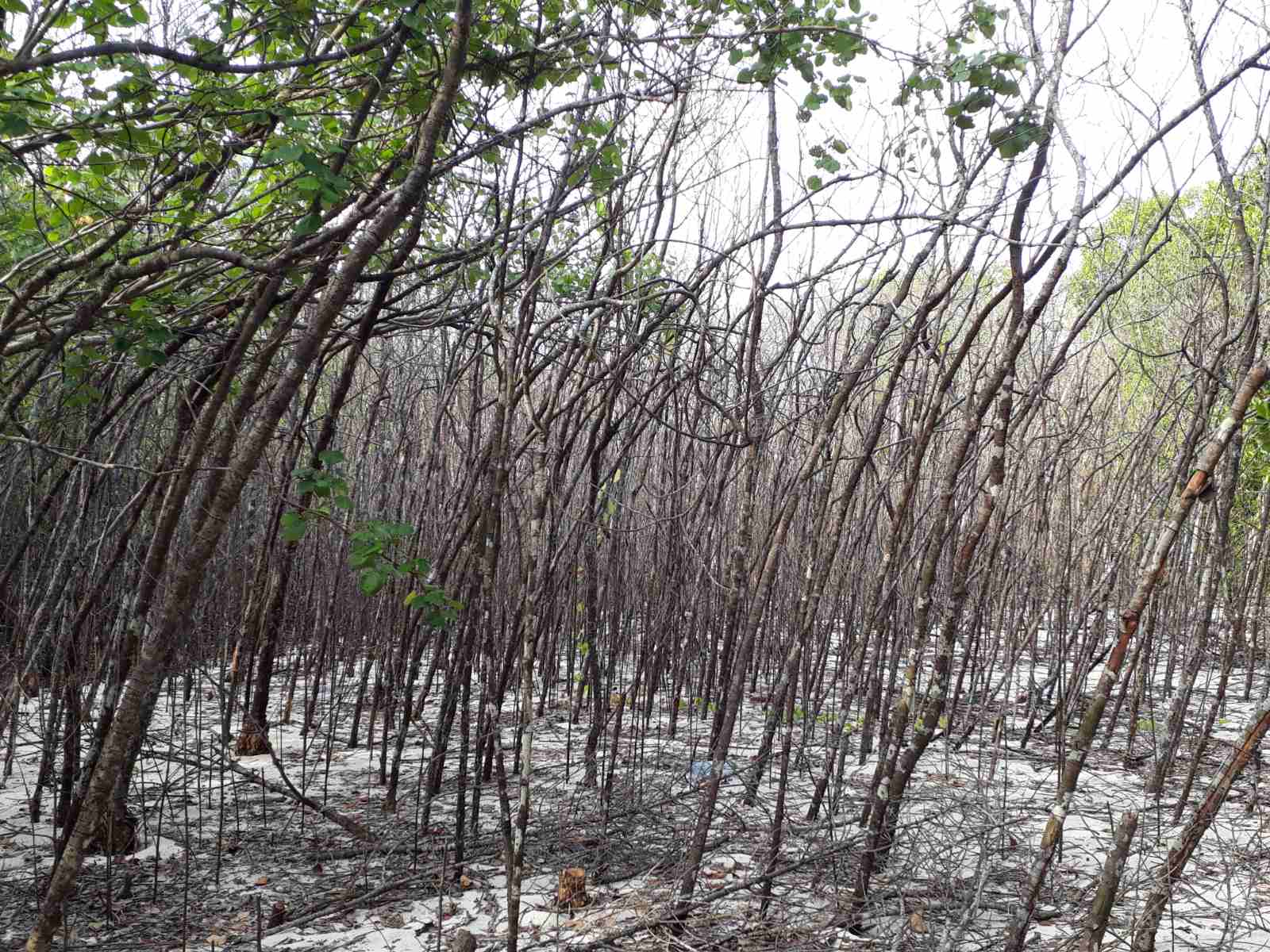 Uligamu mangrove die-off