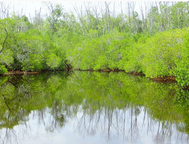 Severe Mangrove Dieback in HDh. Neykurendhoo
