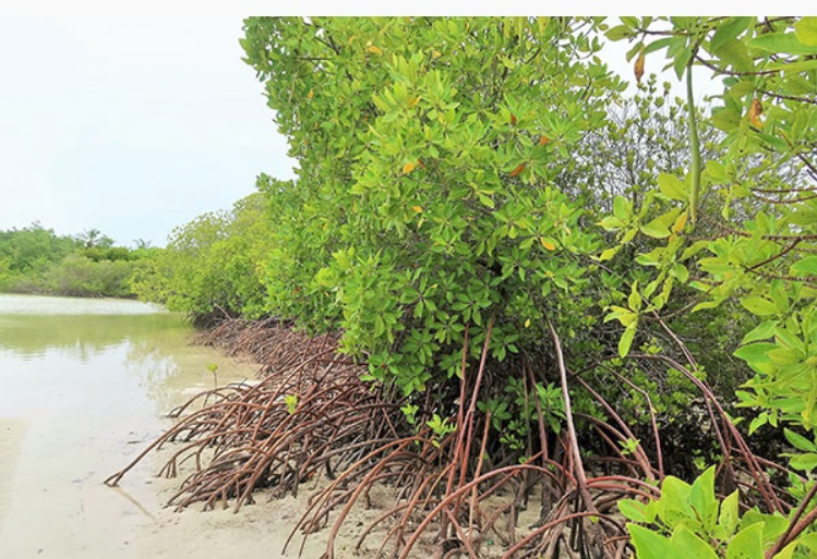 Mangrove Loss on Fihladhoo