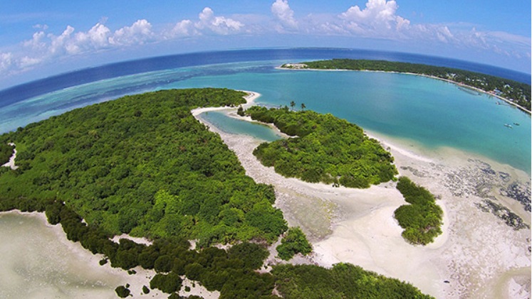 Mangrove in  H A. Baarah